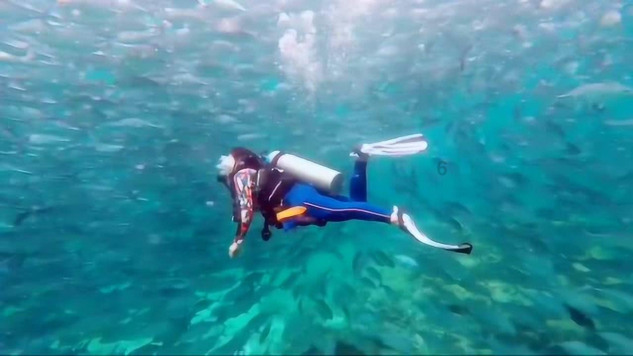 解答你关于吉鹿力的疑问-保研夏令营的入营资格筛流程是怎样的?问答社区